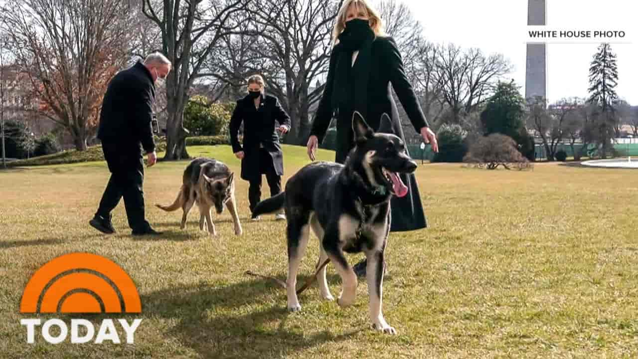 joe biden kicking dog (3)